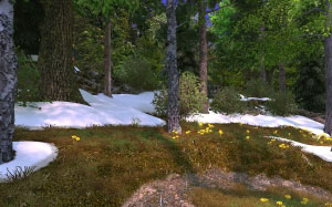 nature, forest, spring, creek, streams, snowmelt, awakening, birdsong, snowdrops