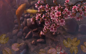 spring, sakura, blooms, blossom, pond, fish, koi, water