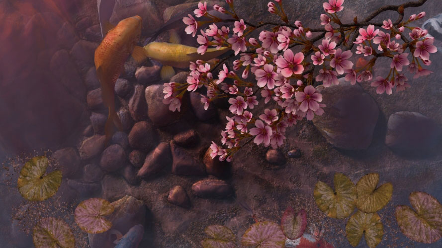 spring, sakura, blooms, blossom, pond, fish, koi, water