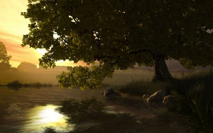summer, nature, tree, forest, lake, grass, sun, sunset