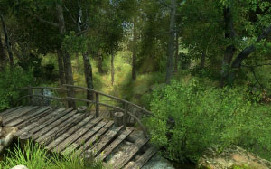 path, forest, trees, brook, nature, summer