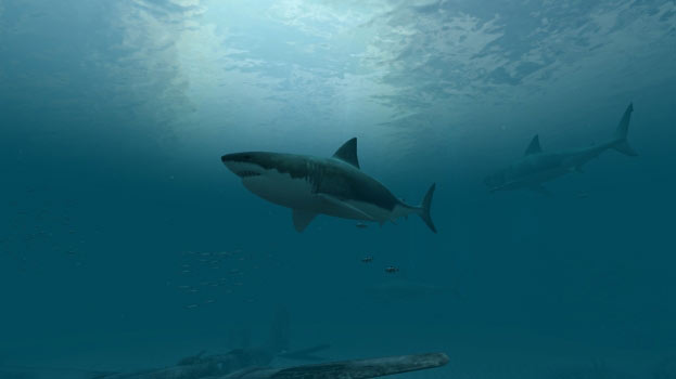 Sharks - Great White Screenshot
