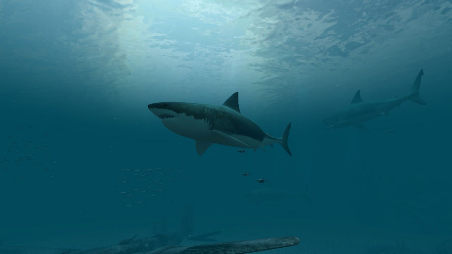 shark, fish, underwater, sea, ocean, water, nature