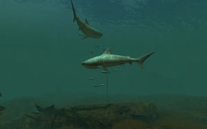shark, ocean, predator, fish, nature, underwater, sea