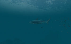 sea, nature, ocean, underwater, water, fish, shark, deep