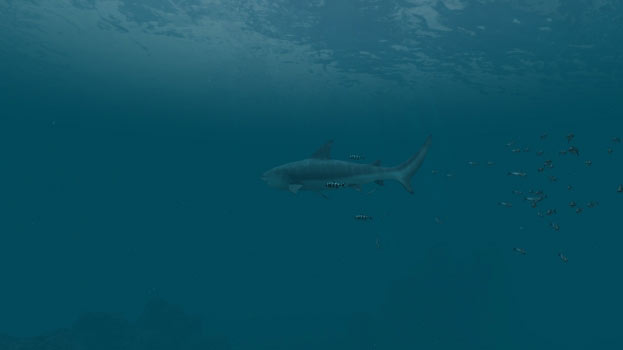Sharks Screenshot
