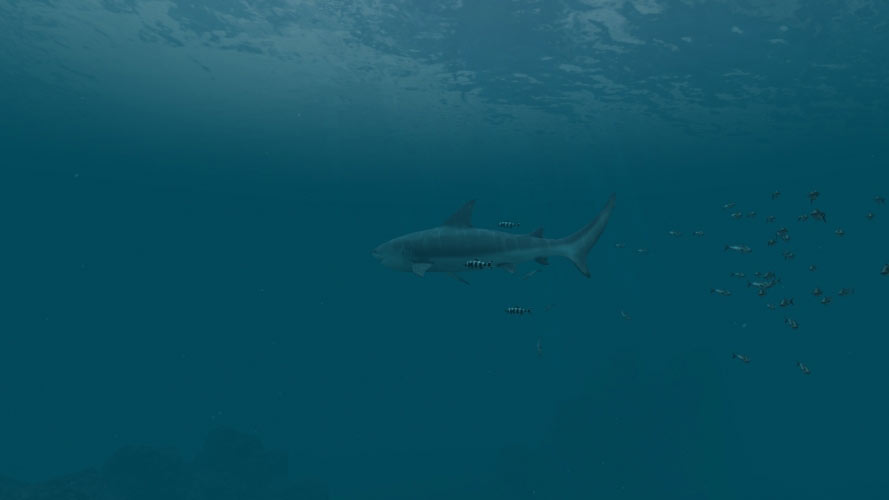 sea, nature, ocean, underwater, water, fish, shark, deep