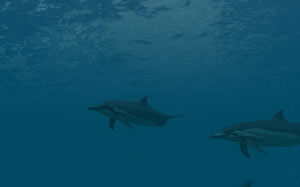 sea, nature, ocean, underwater, water, fish, dolphin, deep, dive