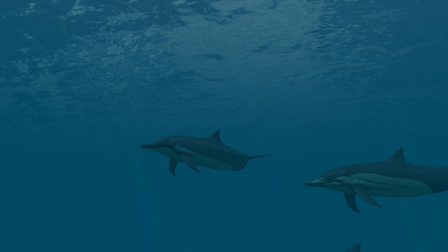 sea, nature, ocean, underwater, water, fish, dolphin, deep, dive