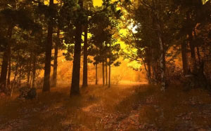 autumn, fall, nature, sunny, forest, wood, trees, landscape