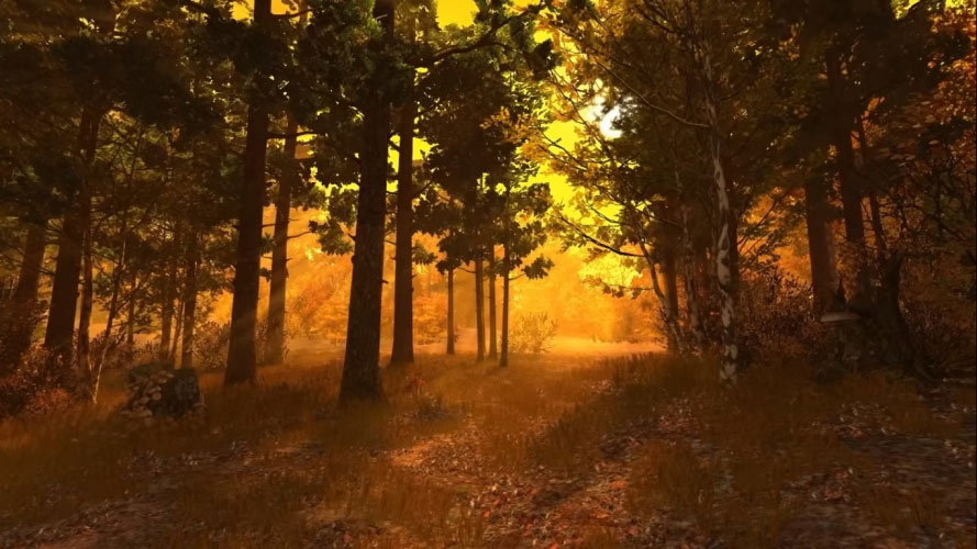 autumn, fall, nature, sunny, forest, wood, trees, landscape