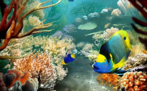 fish, underwater, water, relax, tropics, coral reef