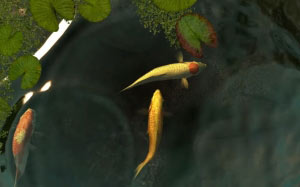 koi fish, fish, tranquility, water, pond, nature