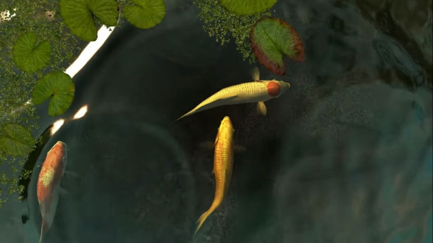 koi fish, fish, tranquility, water, pond, nature