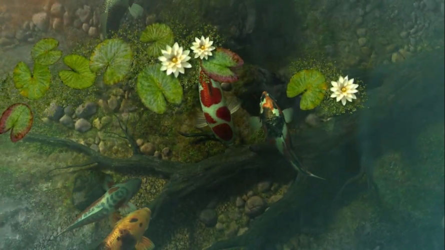 koi fish, fish, swim, pond, lotus, water, dragonfly, garden, nature