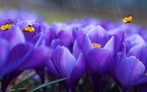 nature, flowers, colorful, butterflies, butterfly, spring, summer