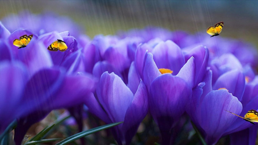 nature, flowers, colorful, butterflies, butterfly, spring, summer