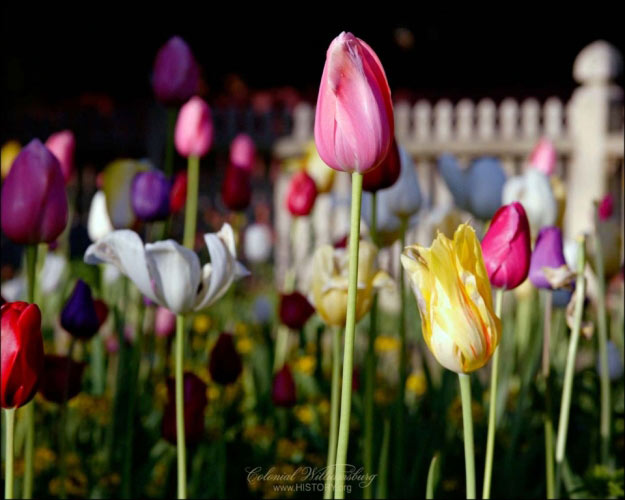 фотографии, цветы, сад, весна, природа