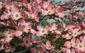 spring, bloom, slideshow, nature, flowers