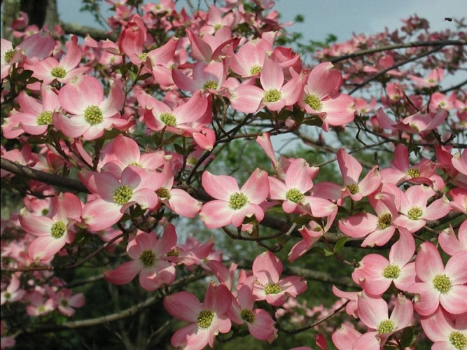 spring, bloom, slideshow, nature, flowers