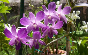 flowers, nature, photographs, slideshow, spring