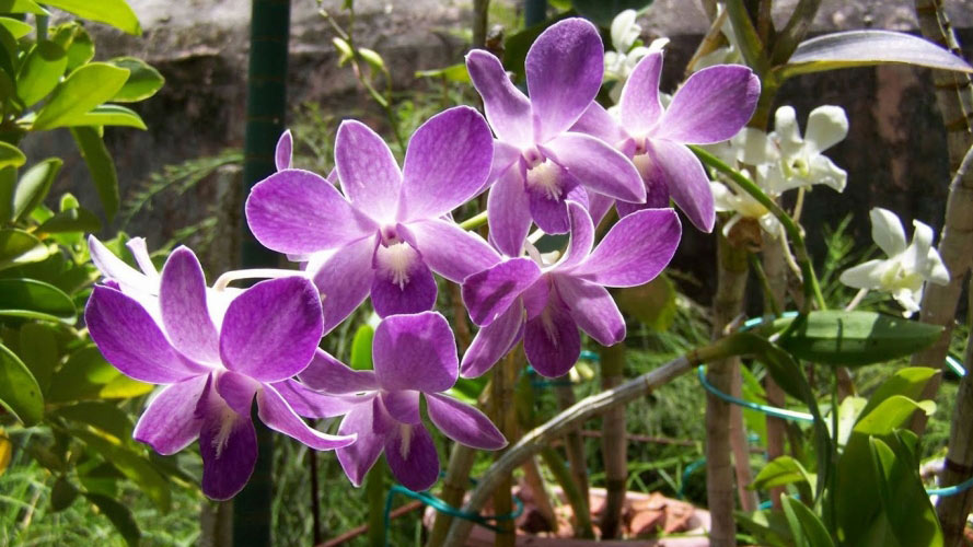 flowers, nature, photographs, slideshow, spring