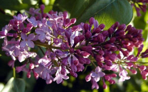 slideshow, flowers, spring, nature, photographs