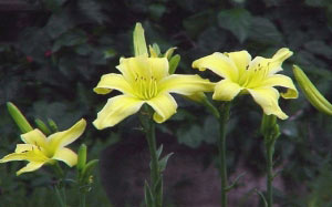 spring, slideshow, flowers, nature, photographs