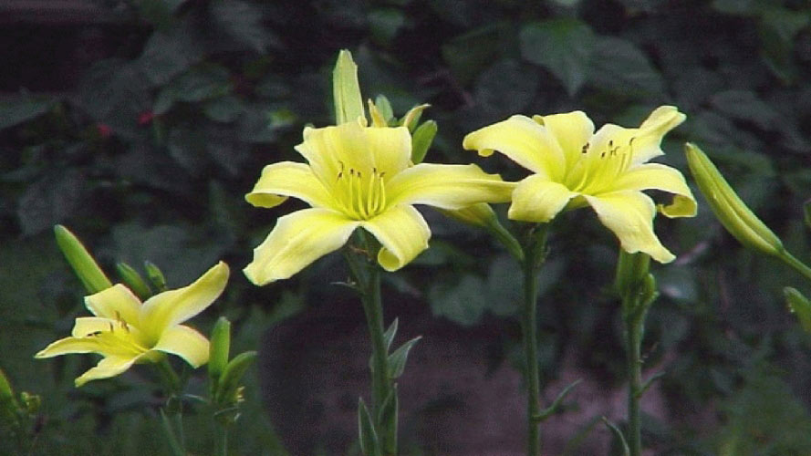spring, slideshow, flowers, nature, photographs