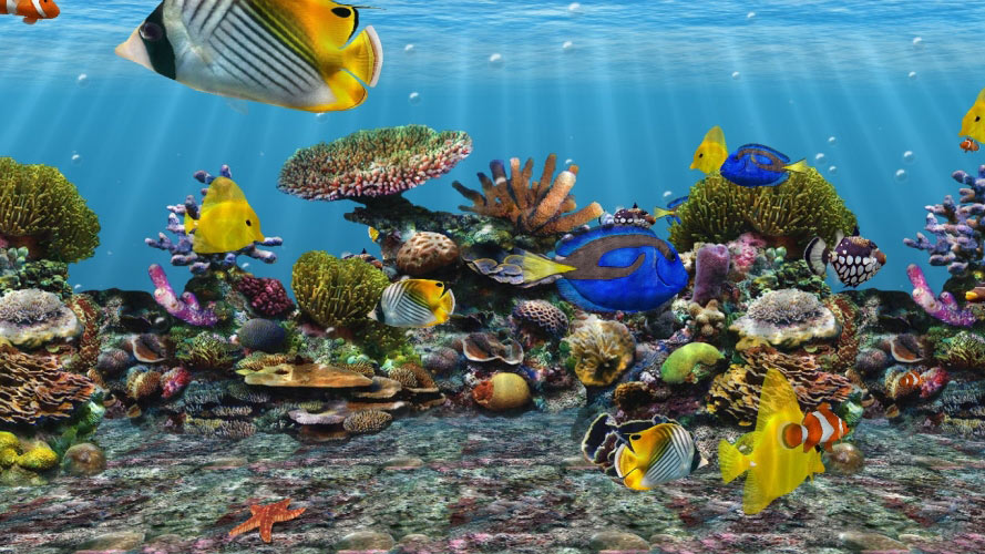 aquarium, fish, water, fishtank, tropical