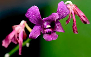 photographs, orchid, slideshow, flowers, spring