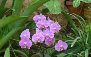 photographs, orchids, nature, slideshow, spring