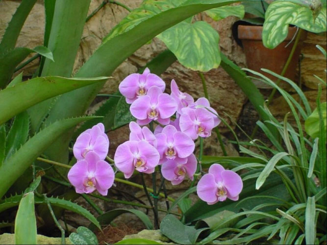 photographs, orchids, nature, slideshow, spring