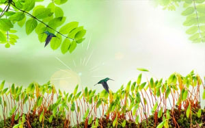 hummingbird, bird, spring, nature, plants