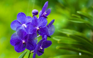 orchids, flowers, nature, spring, summer, bloom