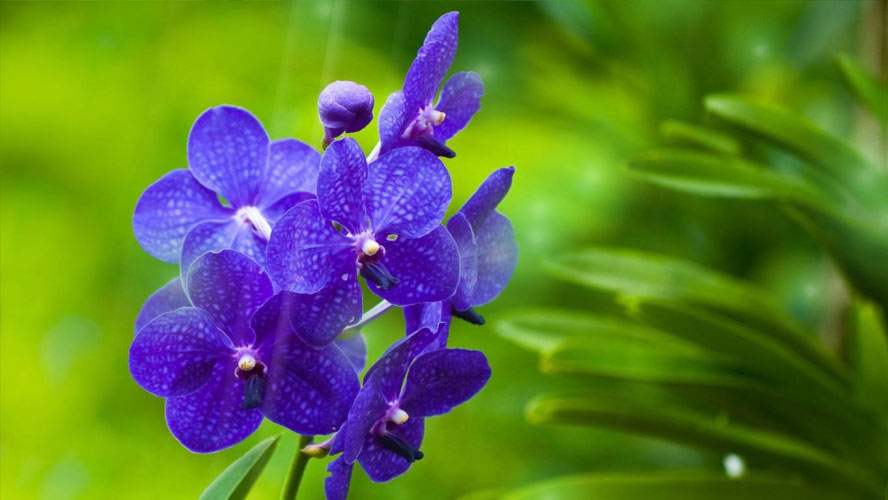 orchids, flowers, nature, spring, summer, bloom