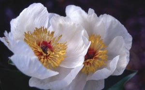 photographs, flowers, roses, orchids, bloom, cactus, slideshow, spring, summer, nature
