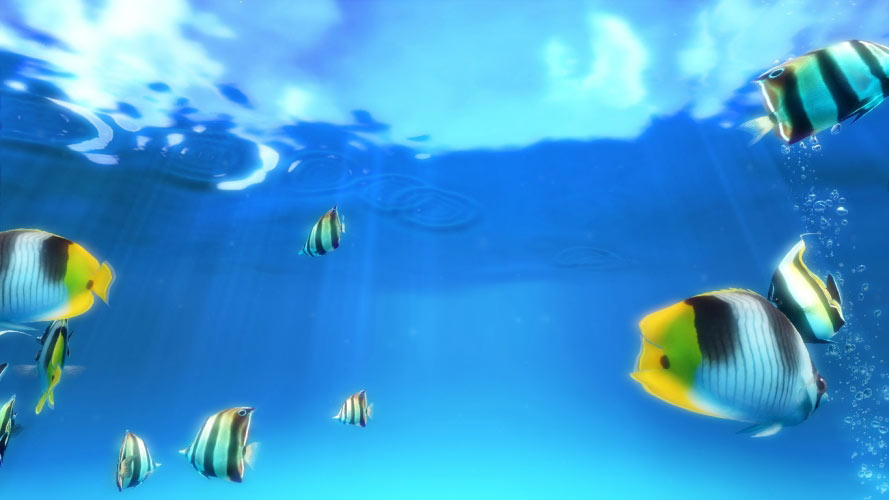 aquarium, fish, water, underwater, sea