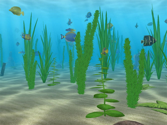 sea, ocean, water, fish