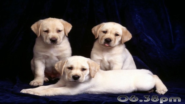 Pretty Puppies Скриншот