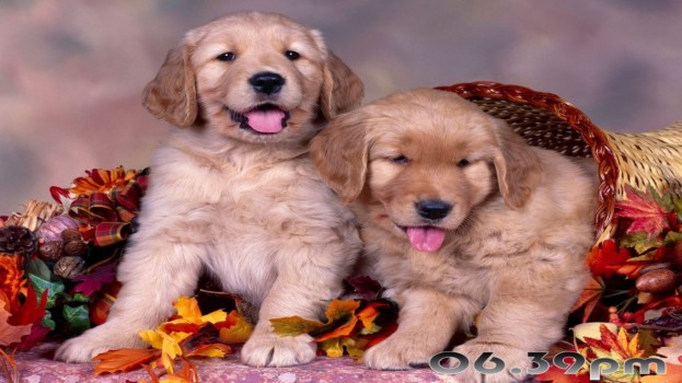 Pretty Puppies Скриншот