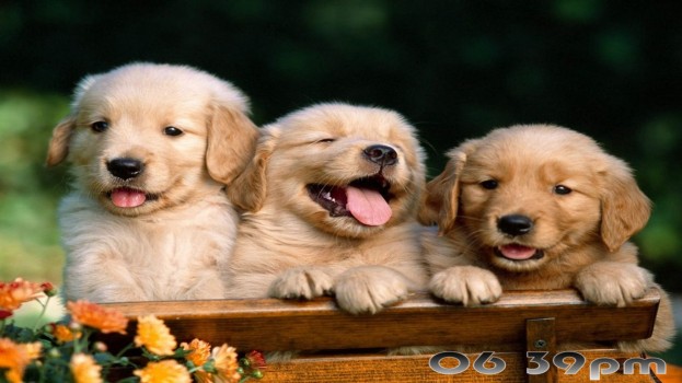 Pretty Puppies Скриншот