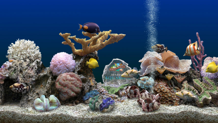 морской, аквариум, море, океан, вода, рыба