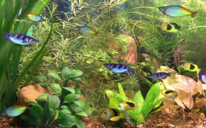 water, tropical, fish, aquarium