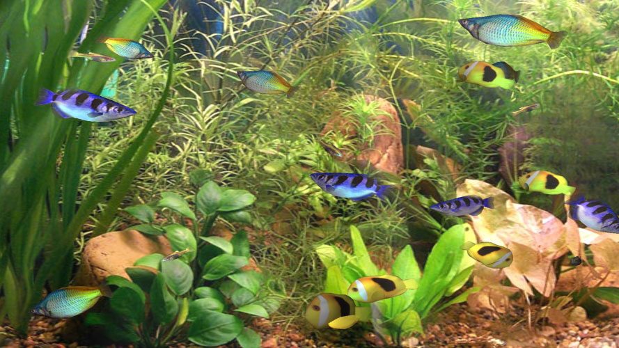 water, tropical, fish, aquarium