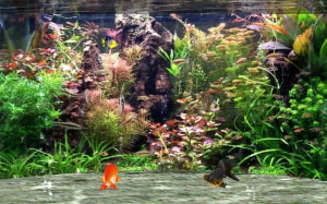 fish, aquarium, 3d, water