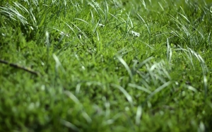 spring, nature, meadow, green, grass, sunlight, summer