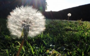 dandelions, flowers, grass, nature, close up, lawn, garden, park