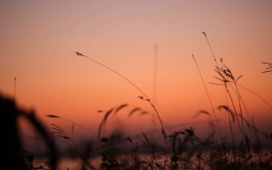 evening, grasses, sunset, nature, landscape, scenery, scenic, outdoor