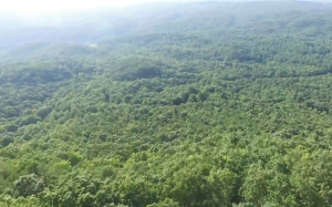 wood, forest, trees, aerial, drone, mountains, nature, landscape, valley, green